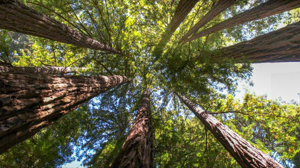 How Our Tree Care Process Works  in Bremerton, WA